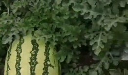 瓜瓜基地,绿色生态农业的璀璨明珠